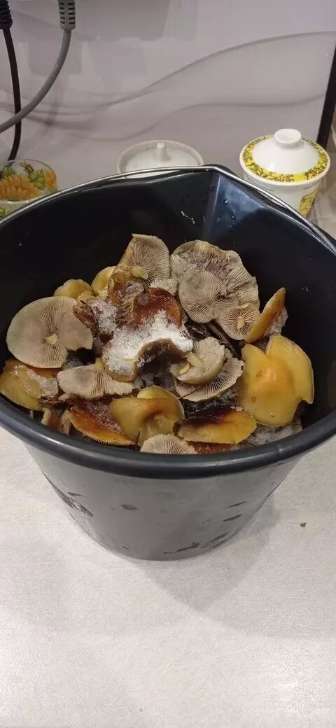     Автор: Григорий С. Источник: Грибы и Ягоды НН Нижегородский форум грибников