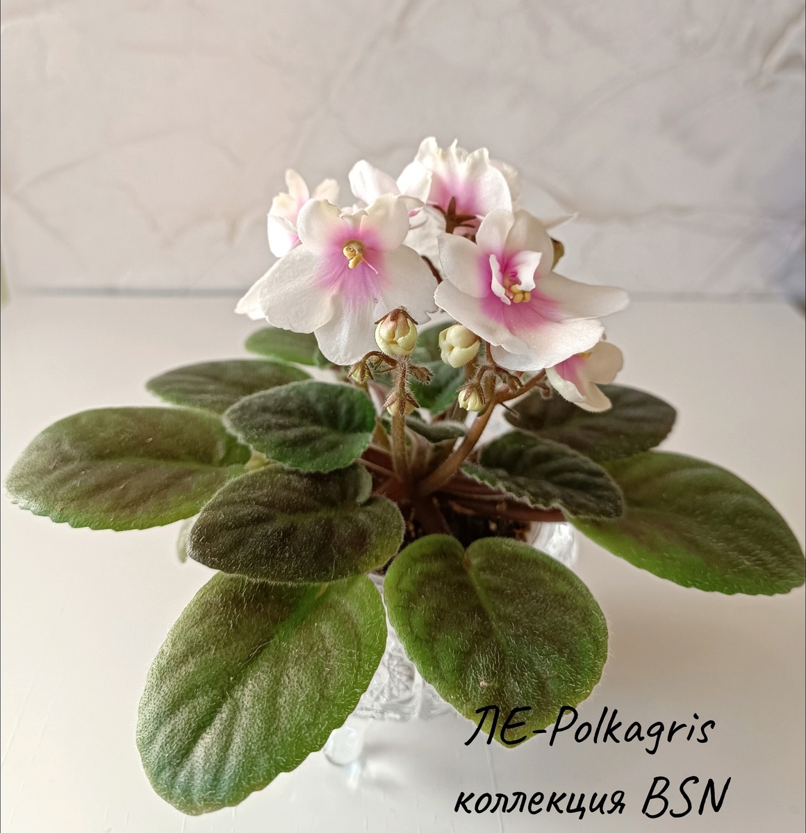 Первое цветение