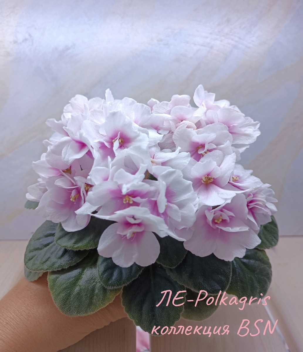 сентябрь 2024 г., второе цветение после переукоренения