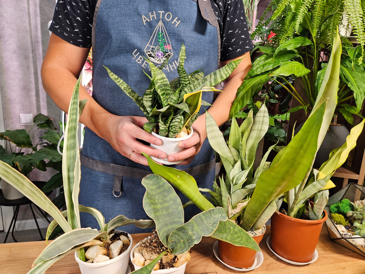 Сансевиерии полны сюрпризов