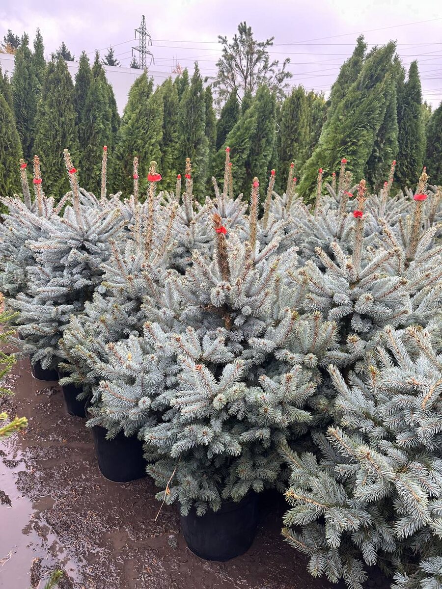 Елки из питомника растений Миросад 