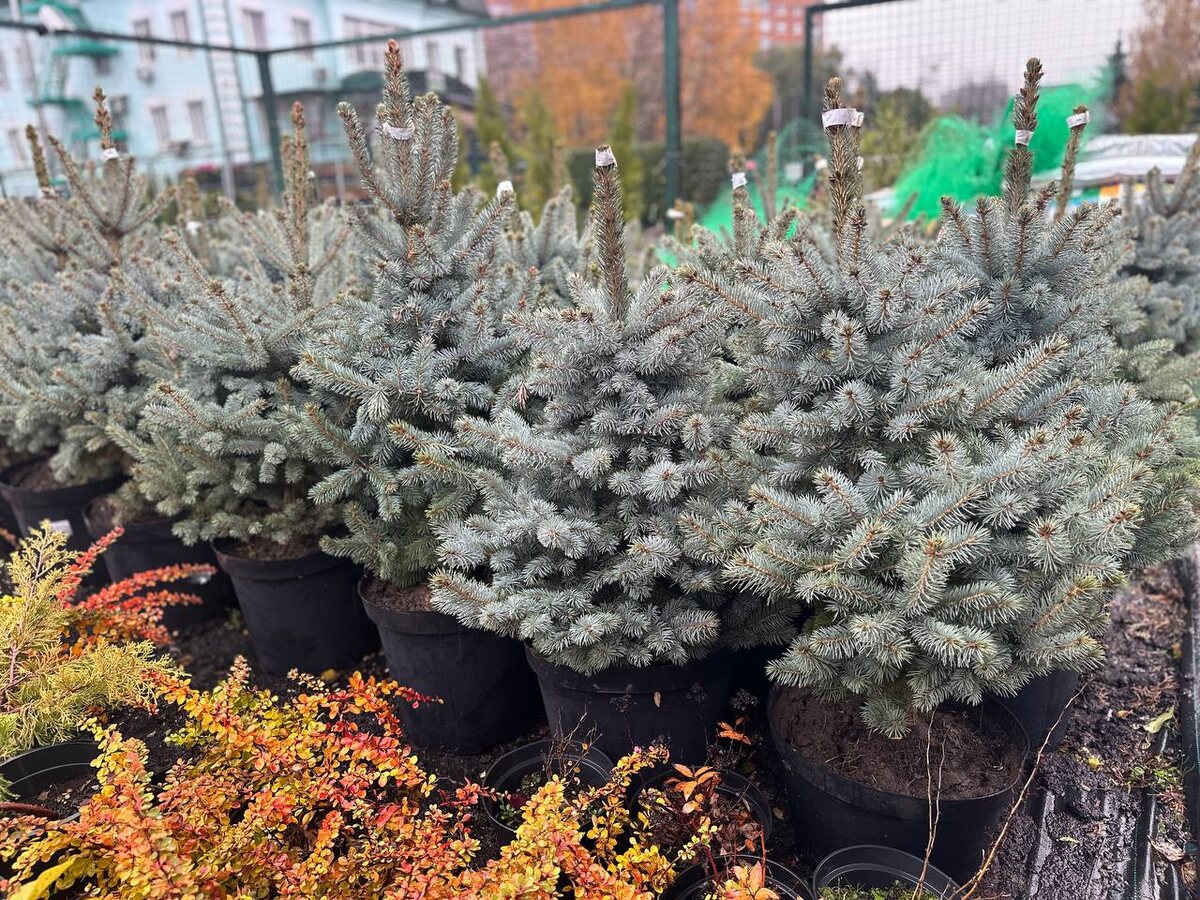 Елки из питомника растений Миросад