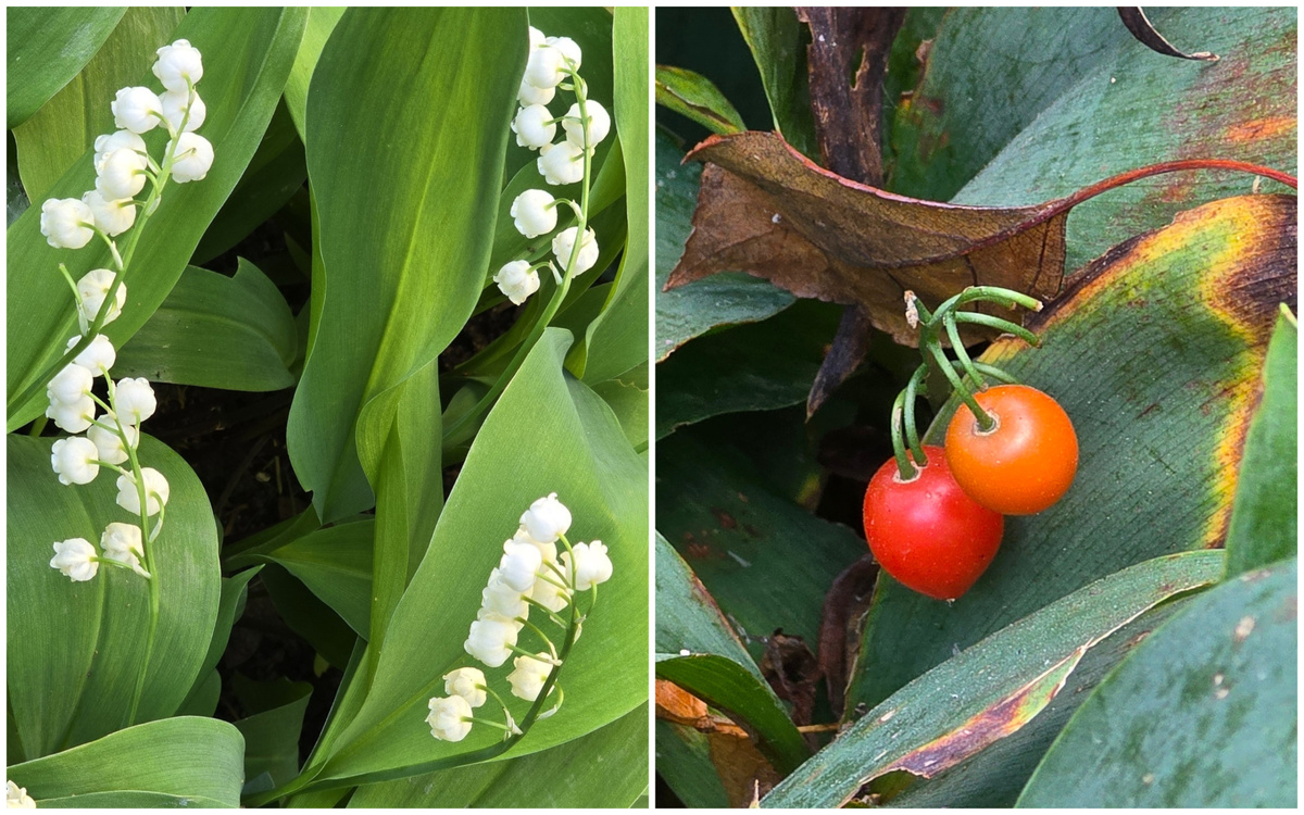 Ландыш майский