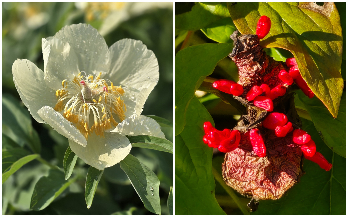 Пион Млокосевича