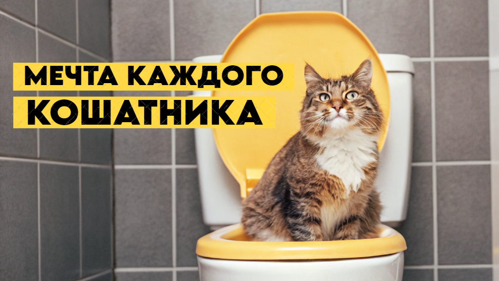 От лотка к унитазу: пошаговое руководство по комфортному приручению вашей кошки к унитазу!