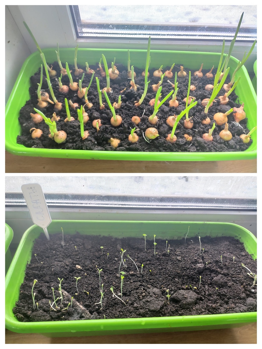 Лук и салаты на подоконнике 