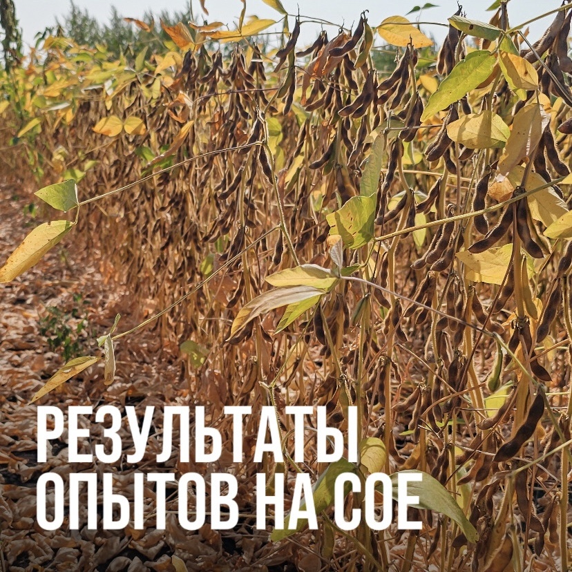 РЕЗУЛЬТАТЫ ОПЫТОВ НА СОЕ