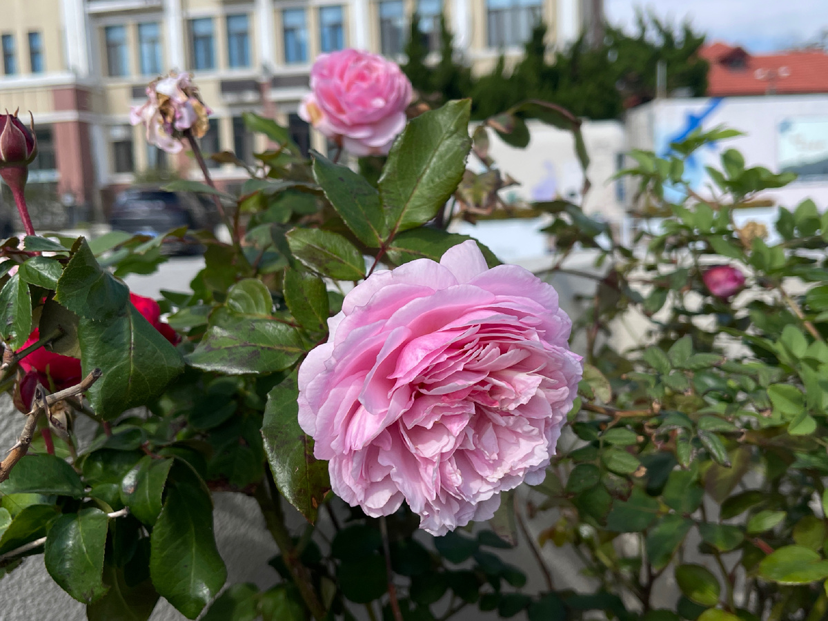 Ноябрьские розы
