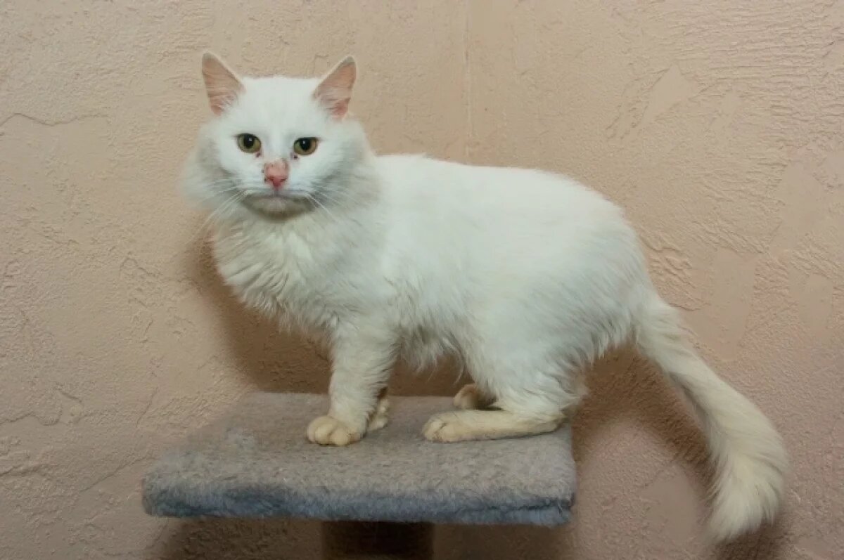    Кот Везунчик из Перми три километра шёл за ребёнком в ожидании спасения