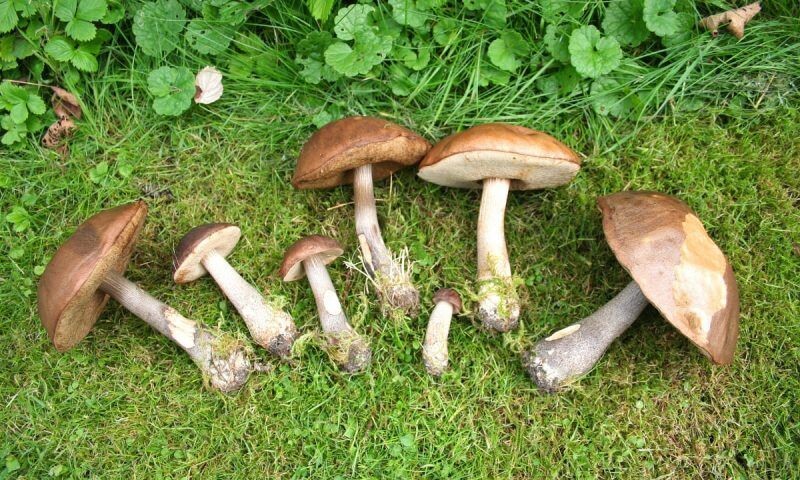    Фото wikigrib.ru