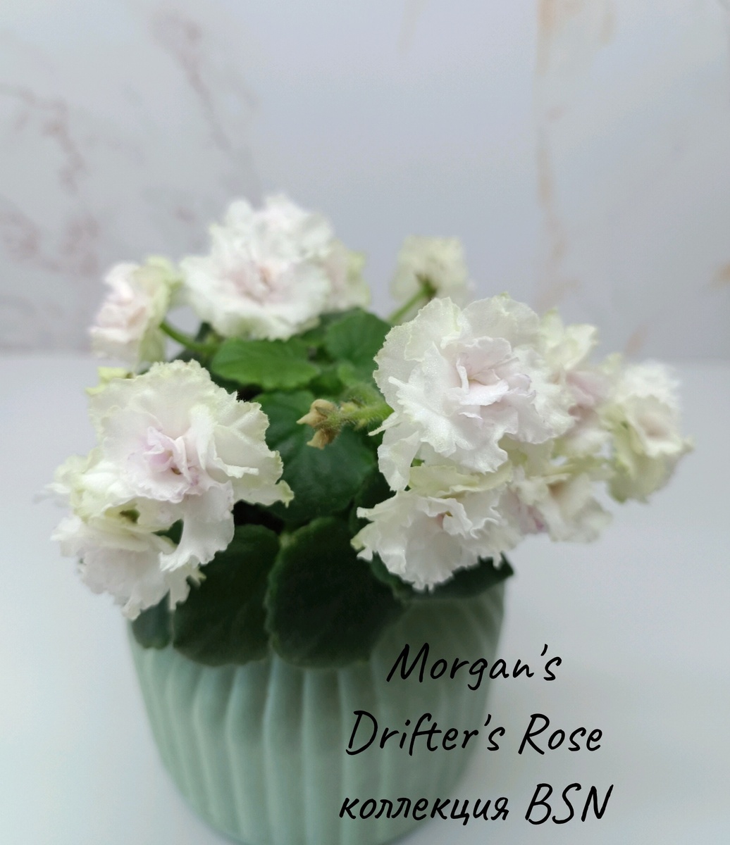 Цветение взрослой фиалки