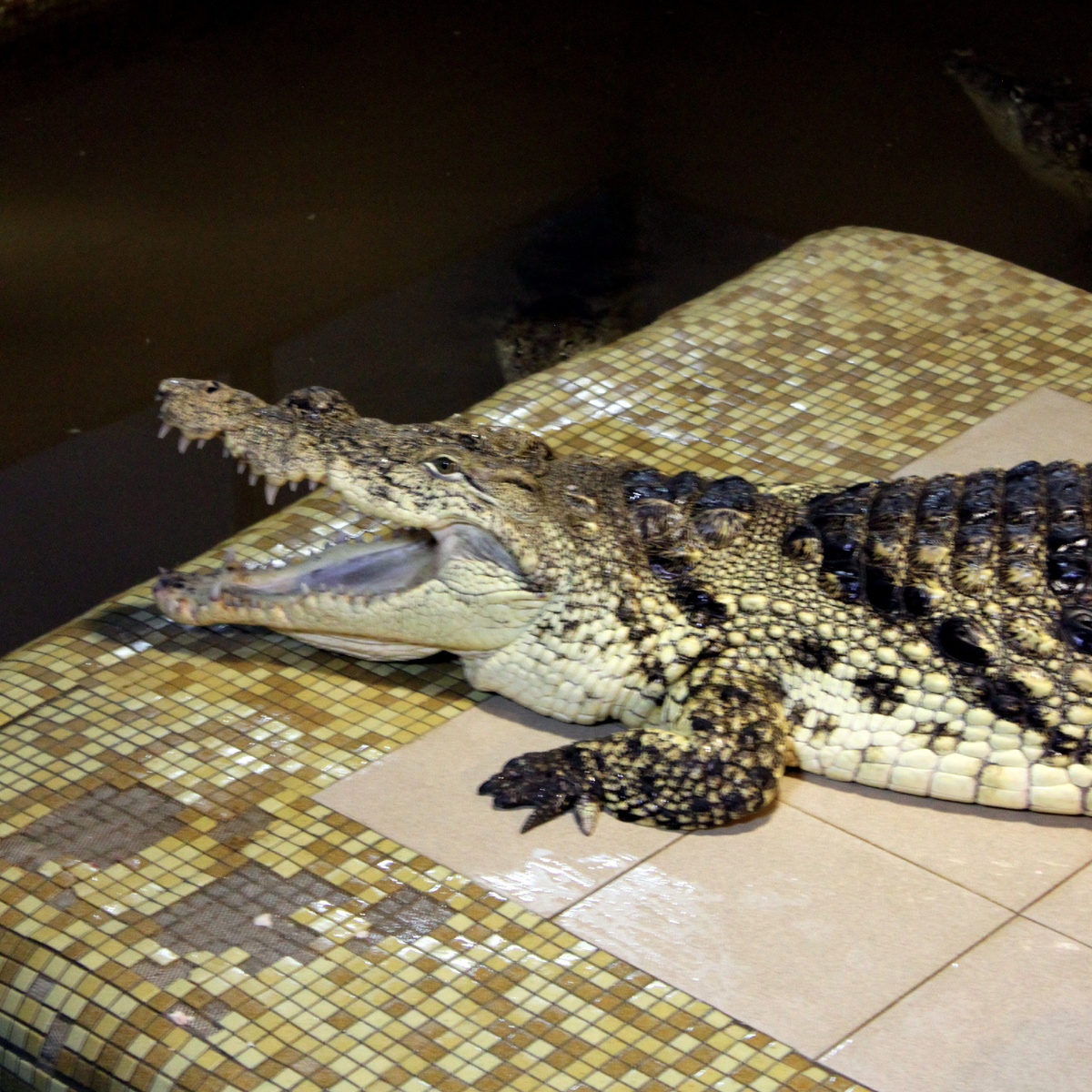 Фото автора. Крокодиловая ферма "Крокодилвиль"