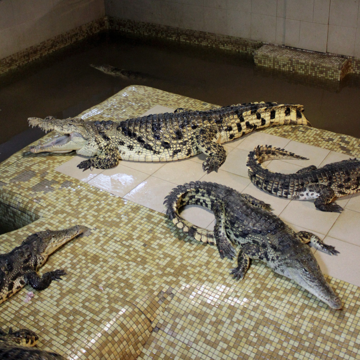 Фото автора. Крокодиловая ферма "Крокодилвиль"