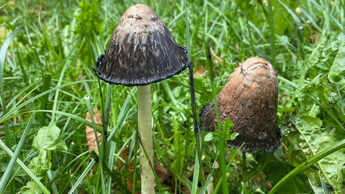    Фото: телеканал «Краснодар»