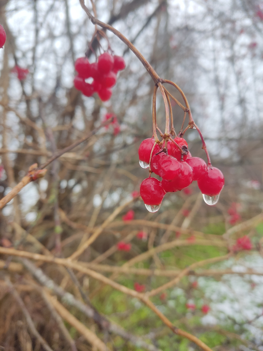 До калины ещё птицы не добрались.