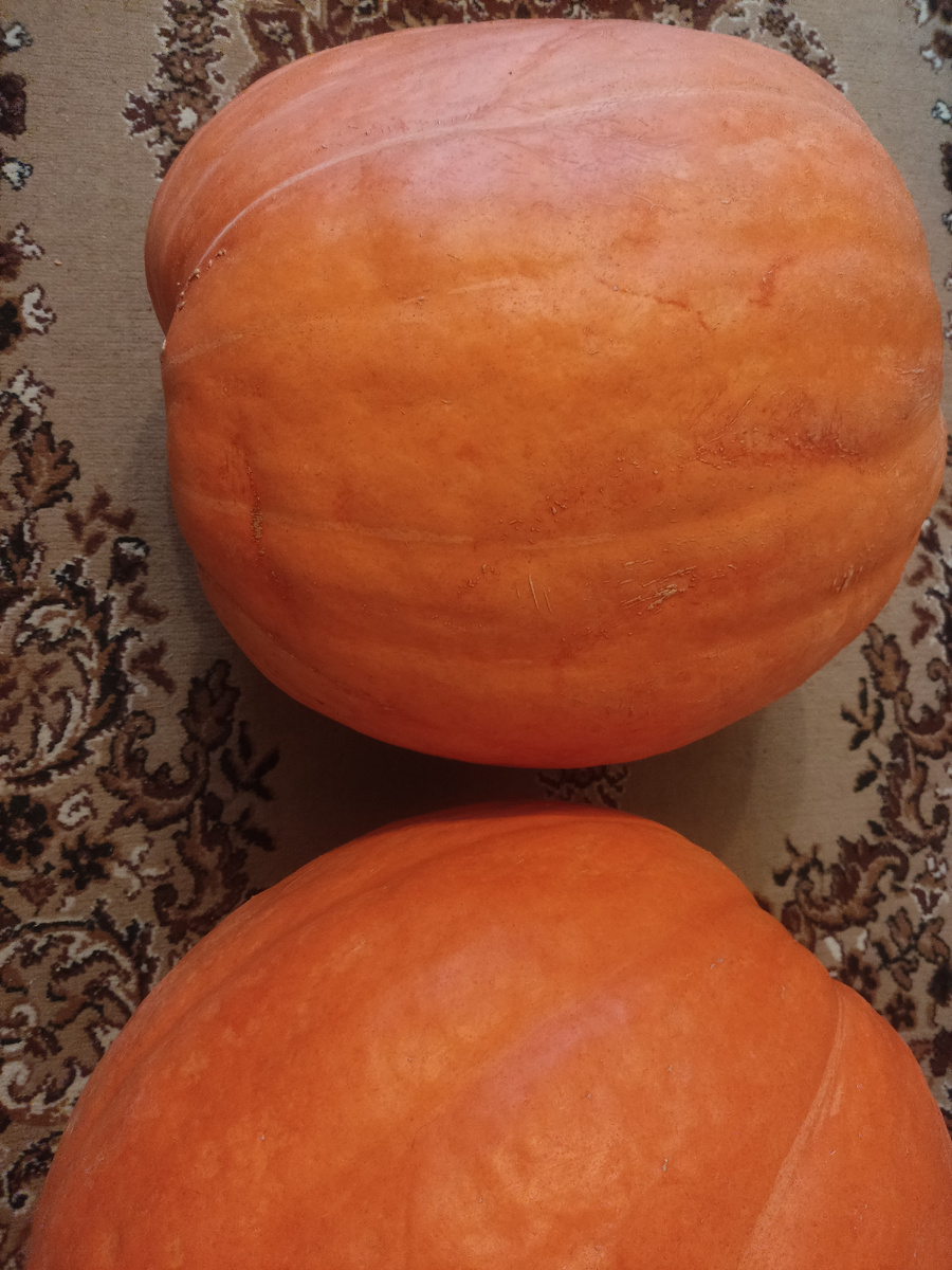 Мои гиганты 💪