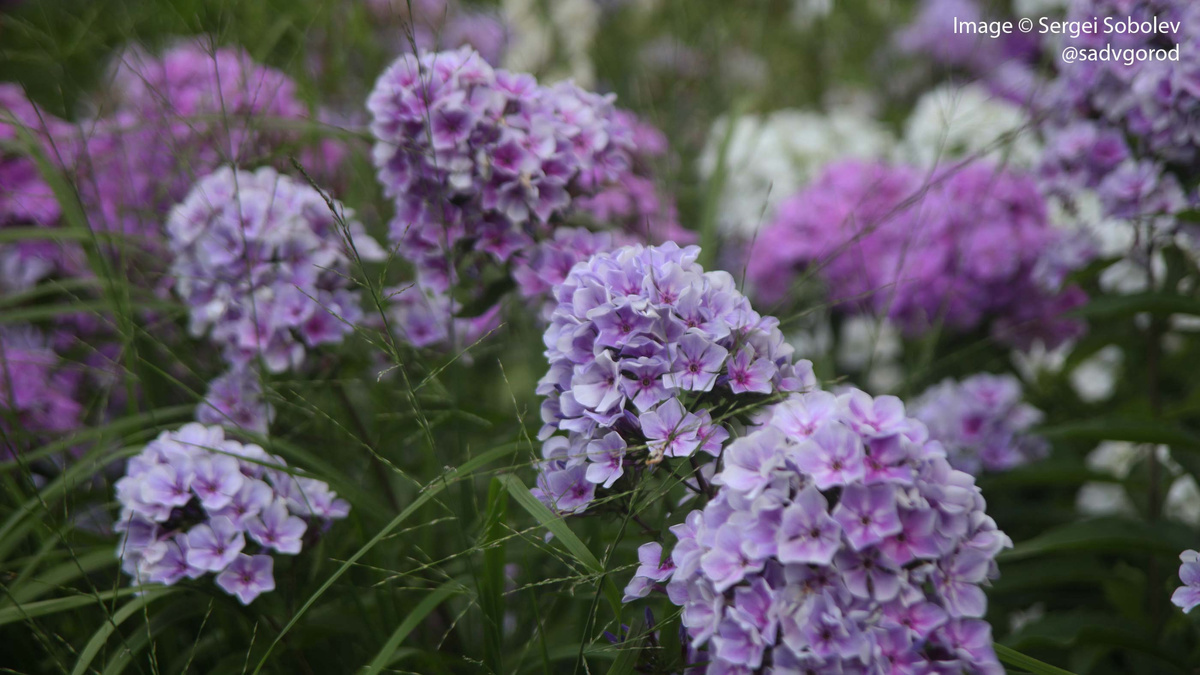 Флоксы метельчатые в саду Сергея. Фото с канала "Сад в город!".