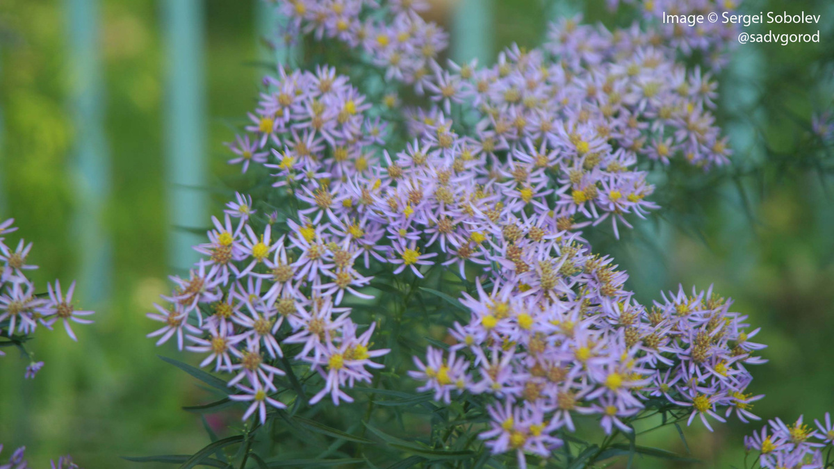 Солонечник эстрагоновидный в городском саду Сергея. Фото с канала "Сад в город!".