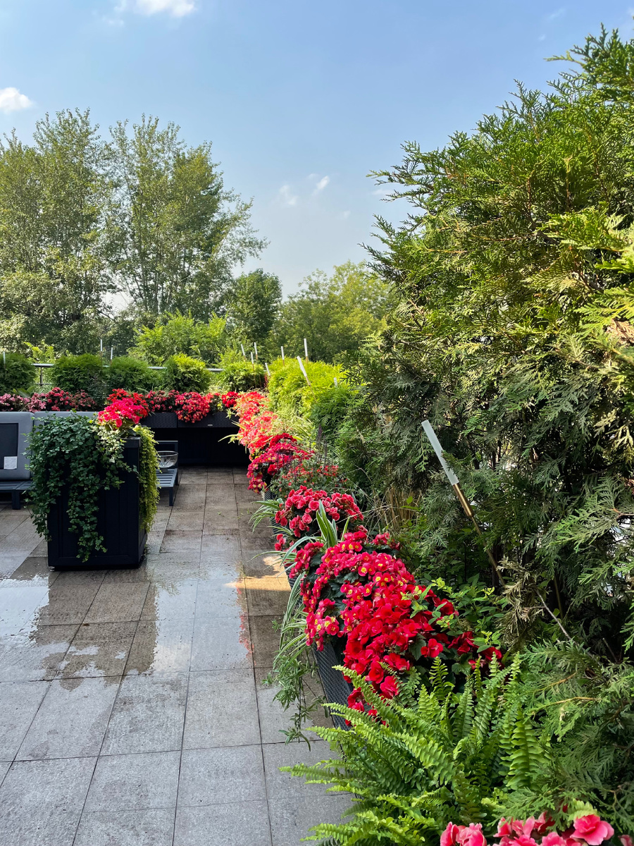 Сад на крыше. Ландшафтный дизайн студии All.Land.Studio