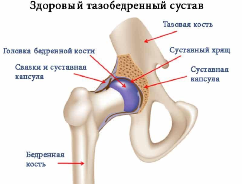 Строение сустава