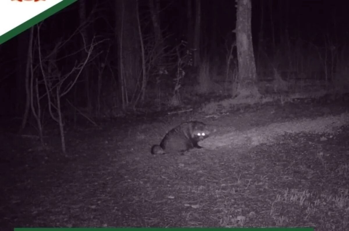    В двух районах Пензенской области в фотоловушки попали енотовидные собаки