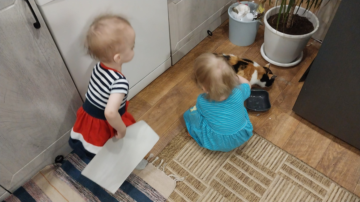 Кормят кису