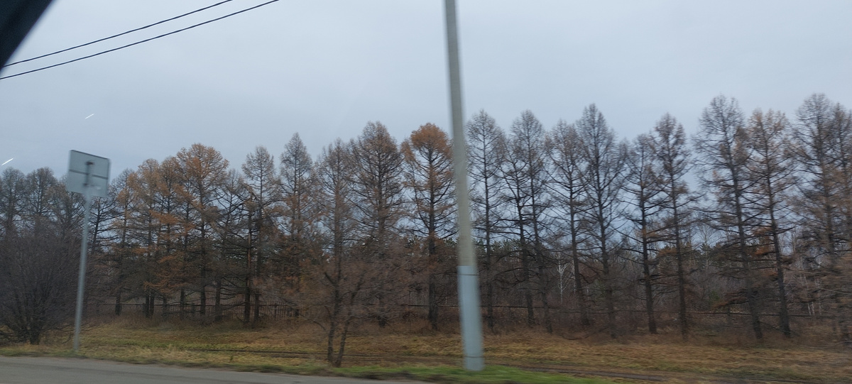 За последние 20 лет эти деревья подросли и они, кстати, цепляются за грунт намного крепче, чем ели. По крайней мере наши смерчи и ураганы не сшибли и не вырвали, мне кажется, ни одного дерева. Это мы вчера вечерком уже домой мчались по первым сумеркам.