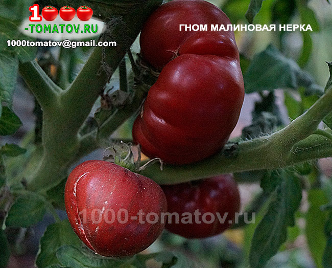 омат Гном Малиновая Нерка Dwarf Crimson Sockeye 1