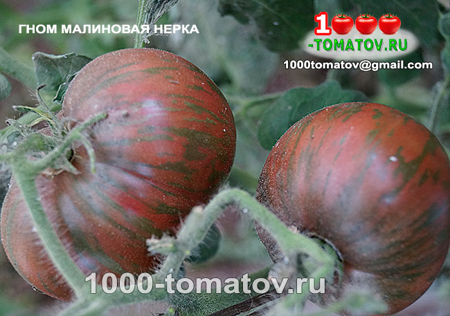 омат Гном Малиновая Нерка Dwarf Crimson Sockeye 2