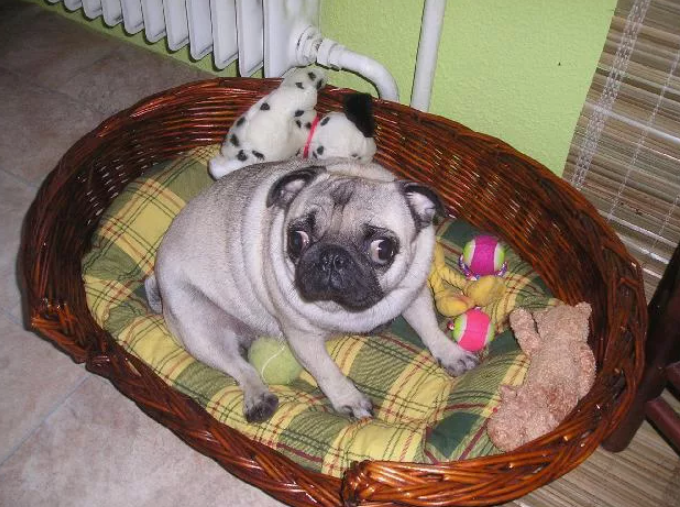 Какие породы собак наиболее предпочтительны для жизни в квартире