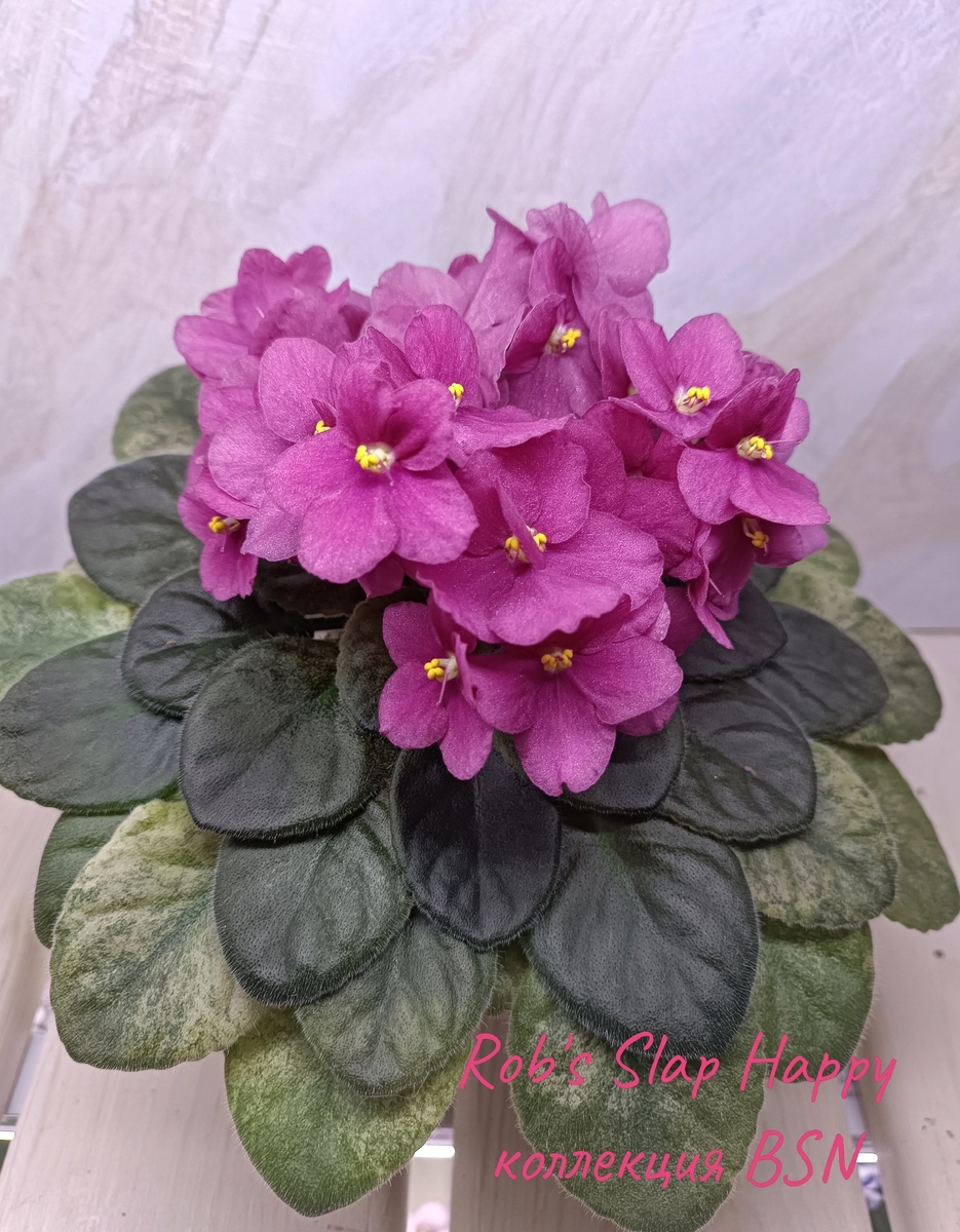 октябрь 2024 г., третье цветение после переукоренения