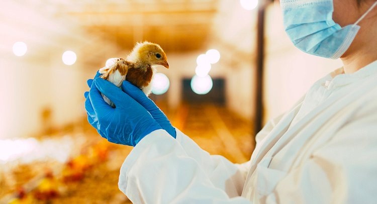    Ветеринарам в промышленном птицеводство посоветовали внимательно обращаться с динитрокарбанилидом