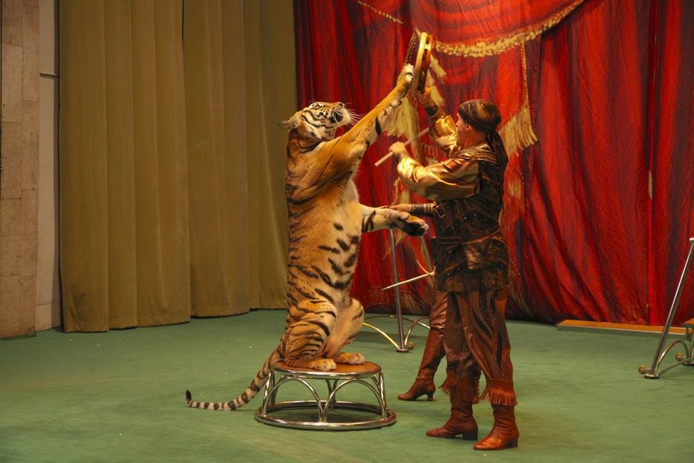 Представления в театре Уголок дедушки Дурова