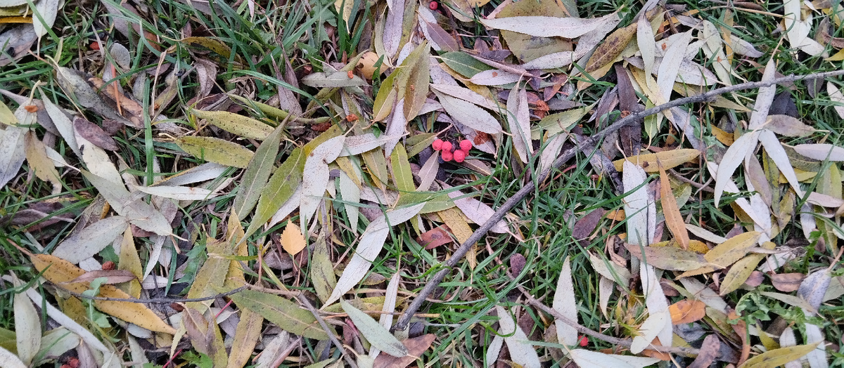 Фото автора. Ноябрь. Гроздь рябины.