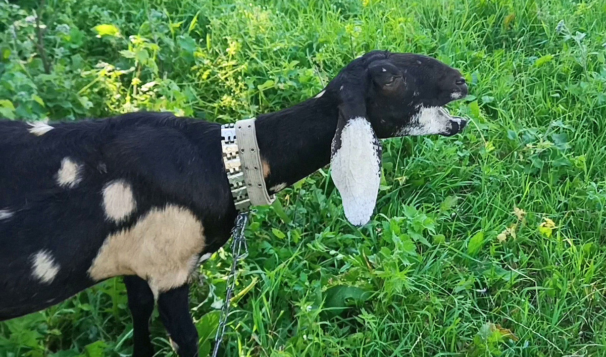 Поющая коза. Предпочитает стиль "хеви-металл""