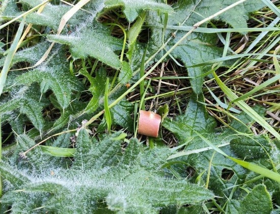    Фото: t.me/moscowproc