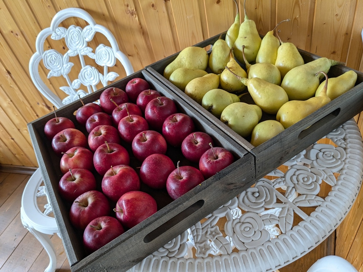 Яблоки и груши