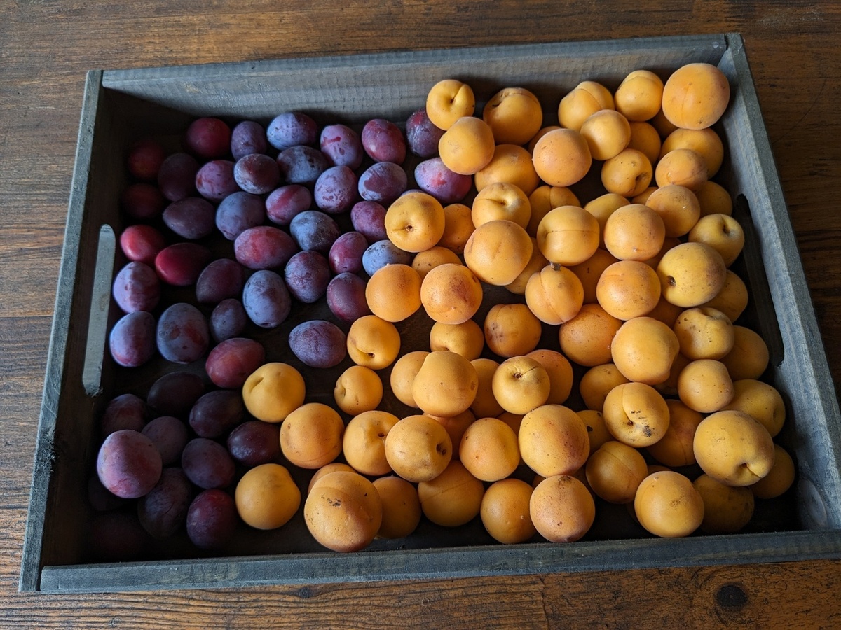 Всё, что упало - надо срочно съесть