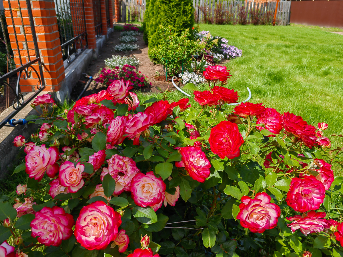 Моя любимая роза "Юбилей принца Монако" 