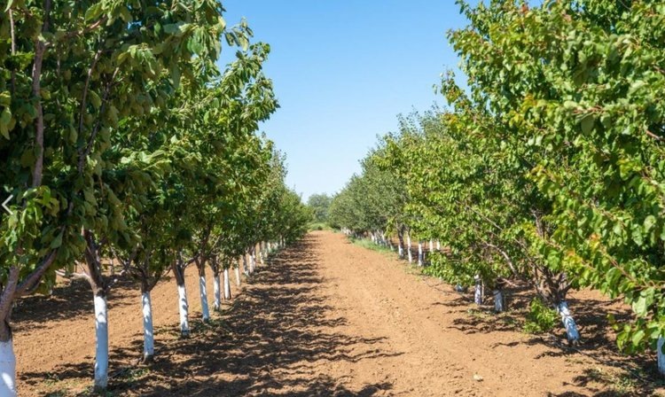    Садоводы Волгоградской области расширяют площади и выбирают отечественные сорта