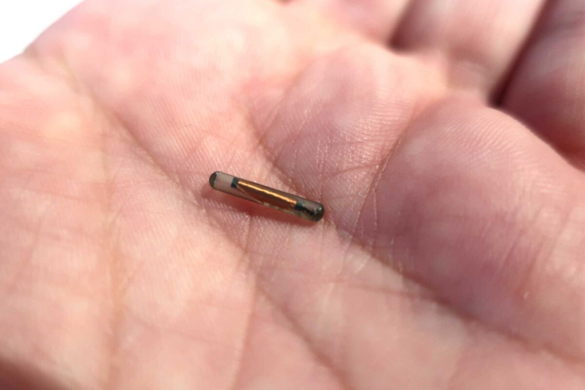 Чип для животных 