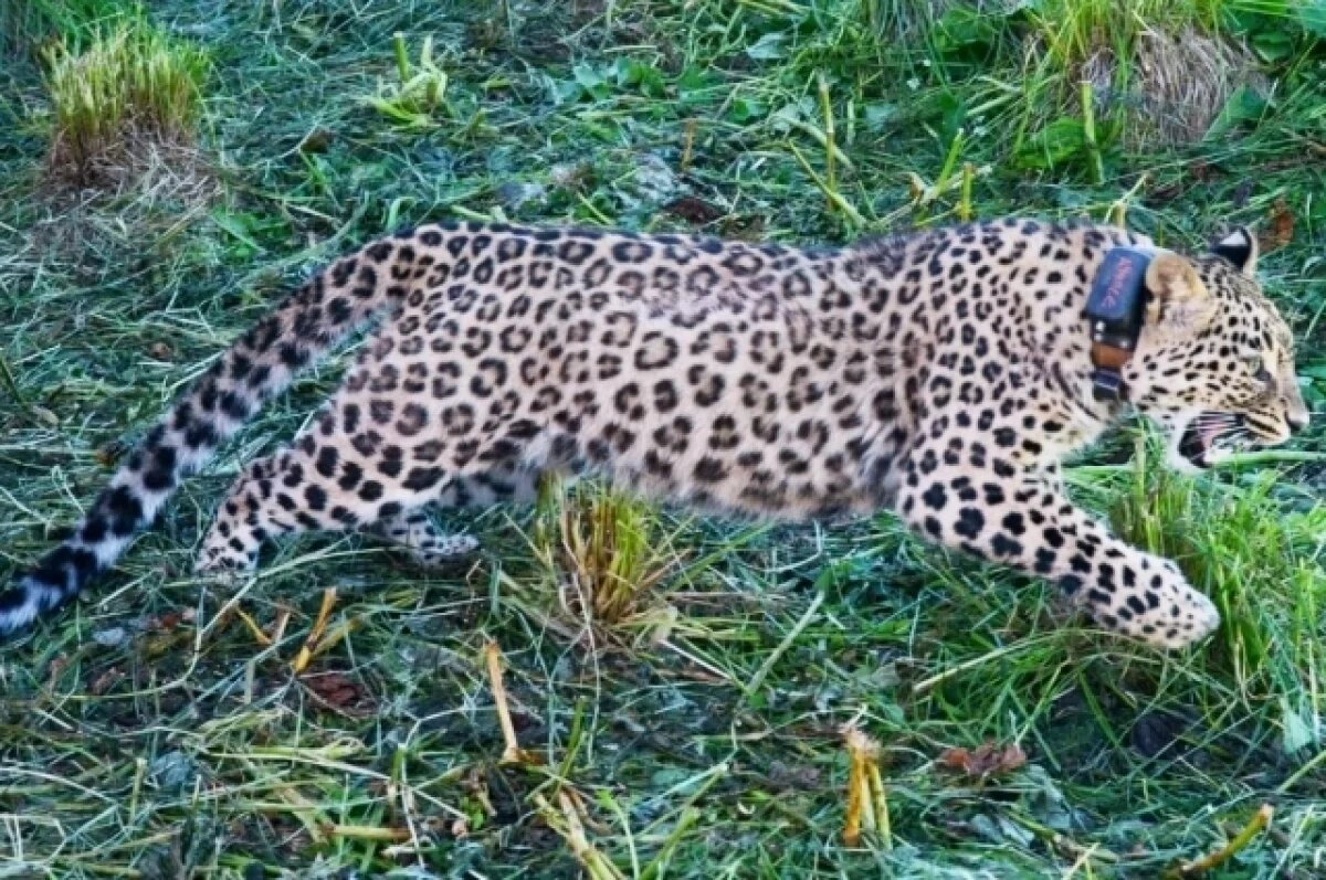    Самка леопарда Ачипсе успешно адаптировалась в Кавказском заповеднике