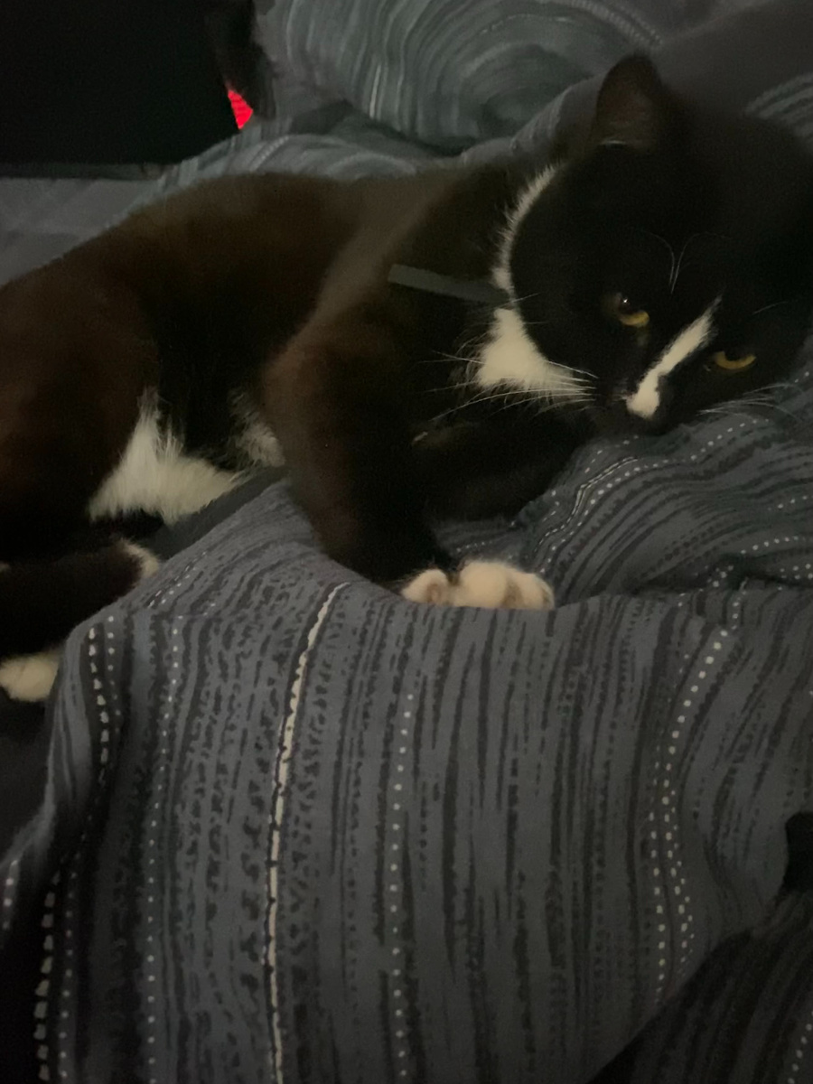 (Очень тяжело поймать когда она просто лежит, особенно когда видит камеру)