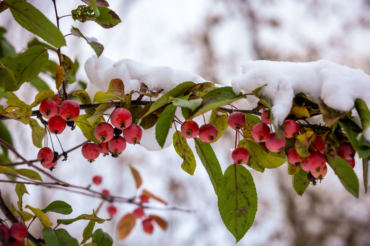 Декоративная яблоня. Сорт теплолюбивый, поэтому подготовиться вовремя к осенней смене листьев не успевает. Фото экоцентр "Яуза"