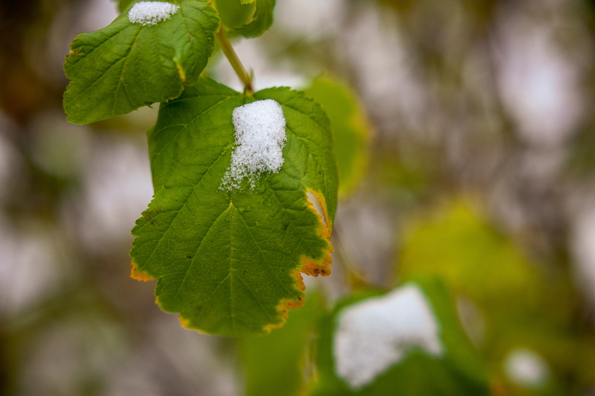 Пузыреплодник. У этого кустарника судя по-всему переувлажнена корневая система. Фото экоцентр "Яуза"