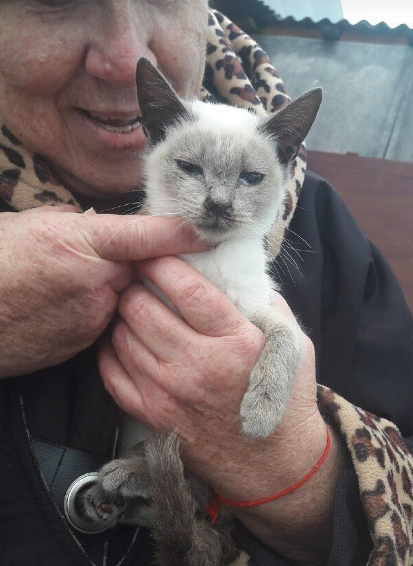 Кефирчик. Попал в приют в крайне тяжелом состоянии. После Татьяны попал в новый дом. 03.11.22