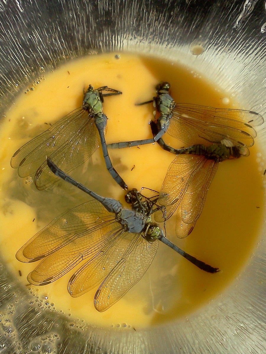 Источник: pinimg.com