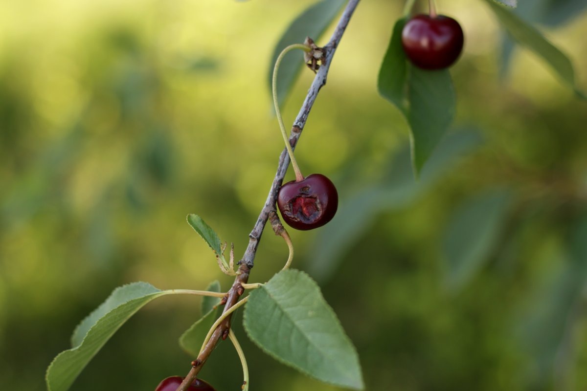 Фото: botanichka.ru