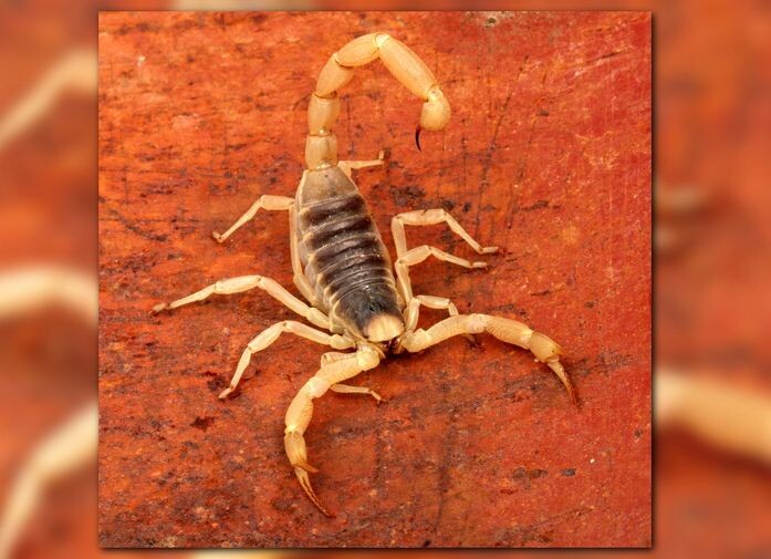 Скорпион. Гороскоп на ноябрь 2024