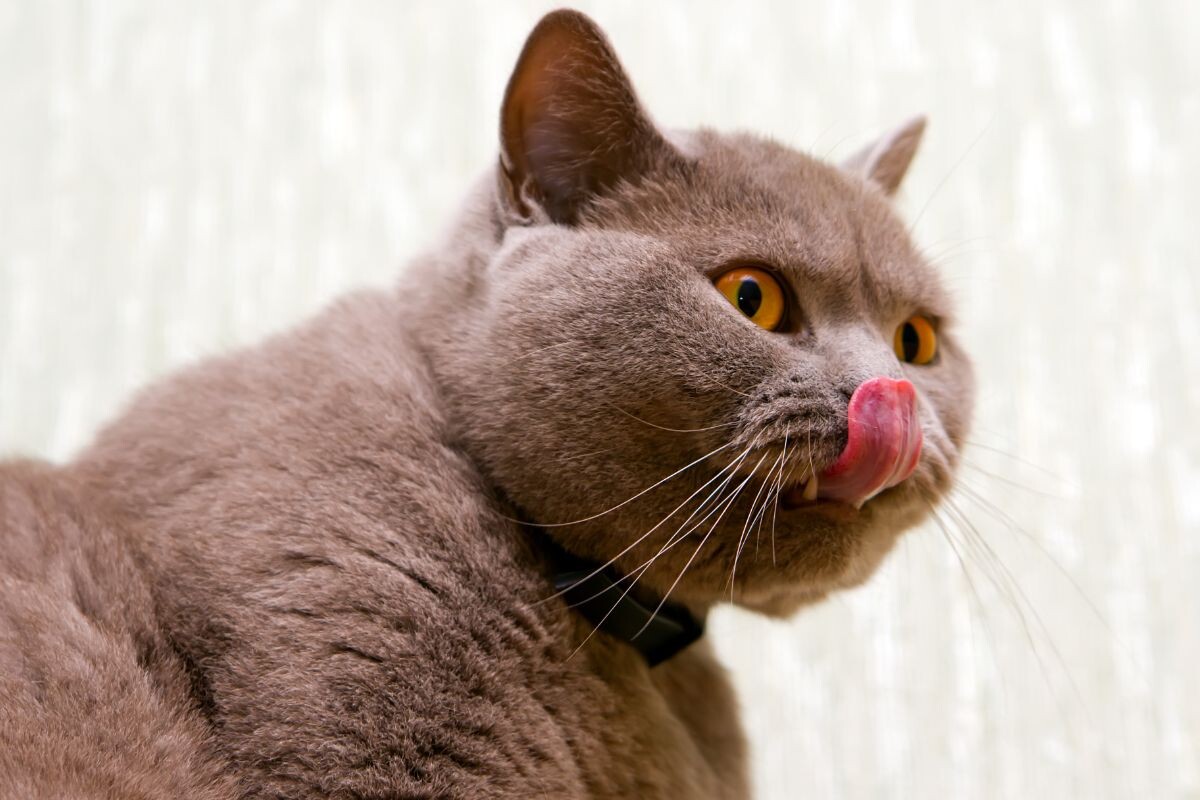 Почему кошка часто облизывается